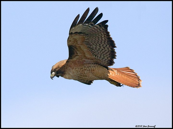 _0SB0696 red-tailed hawk.jpg